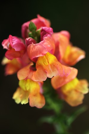 Snapdragon Variety